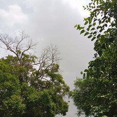 Peaceful Green Beauty: Serene Nature Views for Your Collection