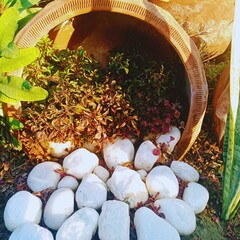 Peaceful Green Beauty: Serene Nature Views for Your Collection