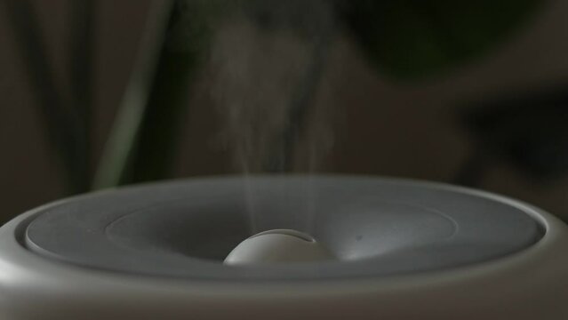 Ultrasonic diffuser, air purifier, humidifier releases stream of cold steam room for proper houseplant growth. Care hydration of plants in dry air. Aroma oil steam aromatherapy. Body health treatment.