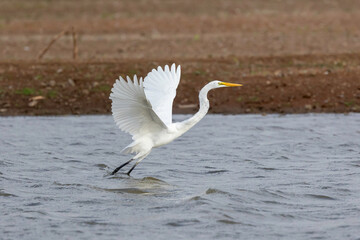 Great white egret (Egretta alba)