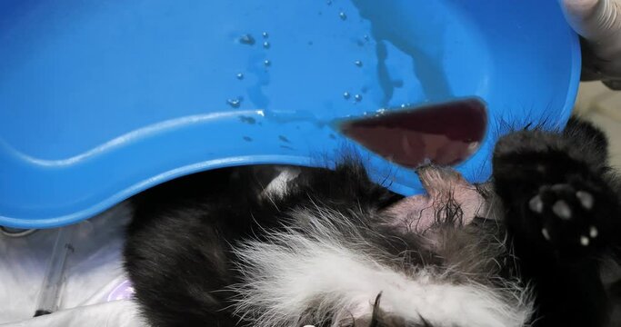For a cat with bladder inflammation, urine and blood are drained through a urinary catheter. A urinary catheter was installed in the cat under anesthesia and urine was drained into a tray.
