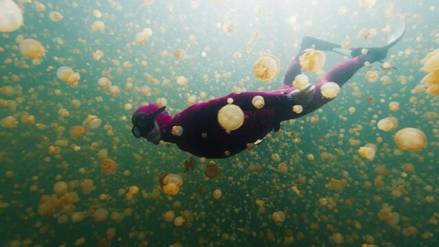 Freediver swims in the lake full of stingless jellyfish. West Papua, Misool, Indonesia