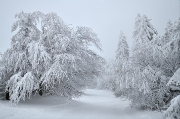 Schneebedeckte Bäume in einer eisigen Winter Landschaft