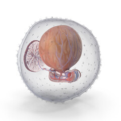 Realistic 3D Model of Human Embryo at Stage 11 - High-Quality PNG File