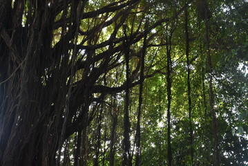 Fototapeta premium View of a large shady banyan tree in Surabaya city park, a banyan tree with long hanging roots.
