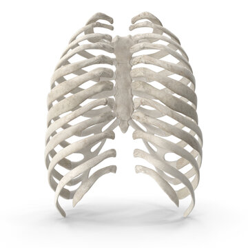 Realistic 3D Model of Human Rib (Thoracic) Cage - High-Quality PNG File