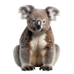 Cute Australian Koala isolated on transparent background