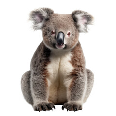 Naklejka premium Cute Australian Koala isolated on transparent background