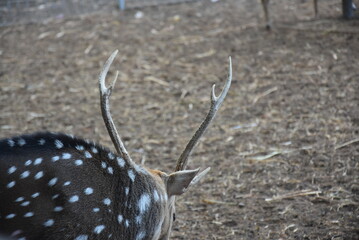 Young spotted deer, Chital deer, Spotted deer and Axis deer in captivity.