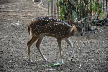 Young spotted deer, Chital deer, Spotted deer and Axis deer in captivity.