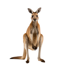 Australian Kangaroo on transparent background