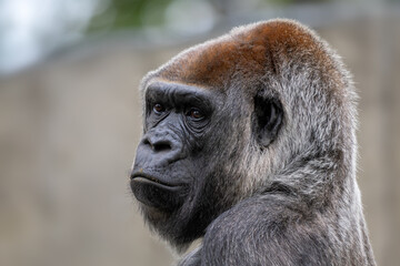 Western gorilla - Gorilla gorilla, iconic large critically endangered ape from African tropical...