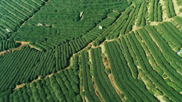 Tea tree field aerial view