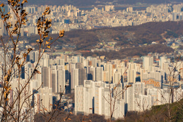 포커스 된 나무 뒤로 한국의 대표적인 주거시설 고층 빌딩이 있다.