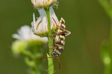 Rutpela maculata, the spotted longhorn, is a beetle species of flower longhorns of the family Cerambycidae, Danubian forest, Slovakia