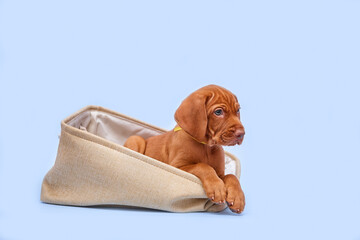 Beautiful portrait of a brown Hungarian Vizsla puppy on a blue isolated background. Content for the site, articles, postcards, holiday greetings.