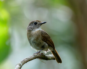 Fulvous-chested Jungle Flycatcher