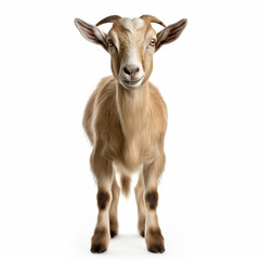 Fototapeta premium Frontal view of a goat, isolated, white background, ai technology