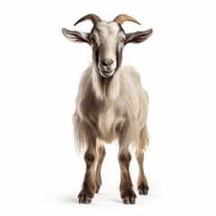 Naklejka na ściany i meble Frontal view of a goat, isolated, white background, ai technology