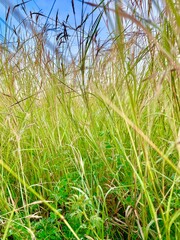 grass of the sky