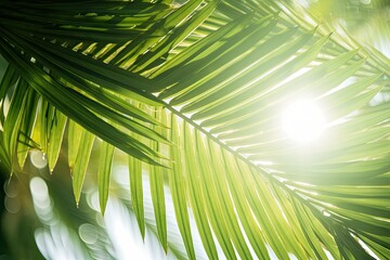 Photo of sun rays passing through the lush green palm