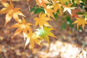 光に照らされた黄色い紅葉