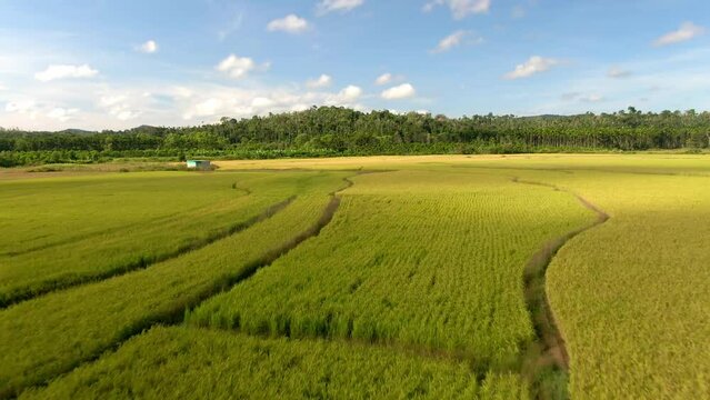 aerial view of rice field in the morning