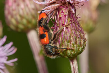 Red black beetle,, Trichodes apiarius,, on wildflower in summer meadow, Danubian forest, Slovakia
