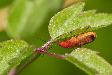 Common red soldier beetle,, Rhagonycha fulva,, on wildflower in summer morning, Danubian forest, Slovakia