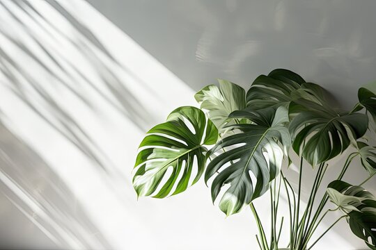 Tropical leaves over grey table casting shadow