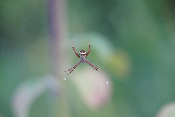 Striped spider found in the forest.