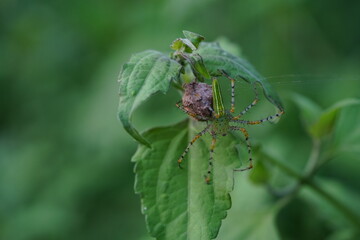 Striped lynx spider in the vegetable garden.