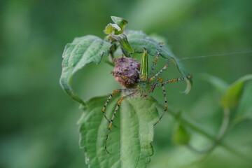 Striped lynx spider in the vegetable garden.