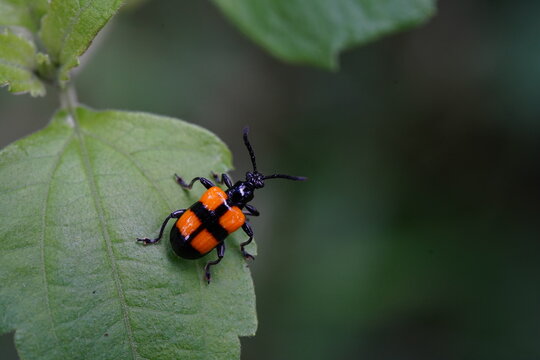 Lilioceris cheni on a white background.