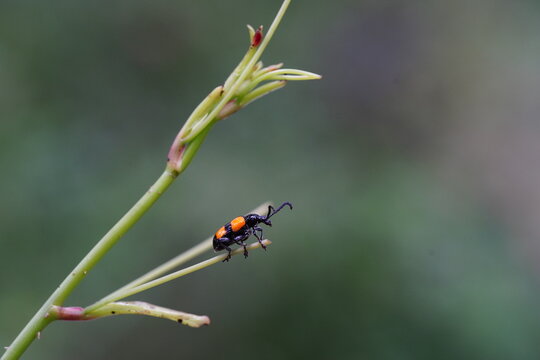 Lilioceris cheni on a white background.