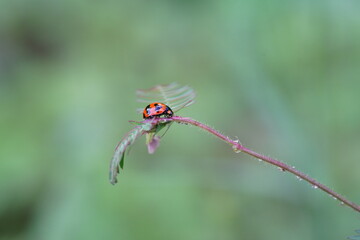 Ladybug found in agricultural fields
