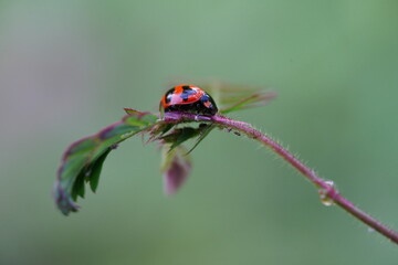 Fototapeta premium Ladybug found in agricultural fields