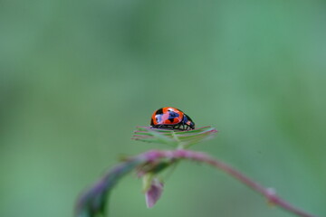 Ladybug found in agricultural fields