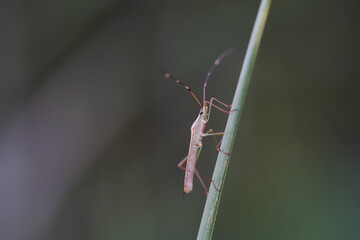 Leptocorisa oratorius found in agricultural fields.