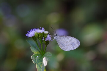 Leptosia nina is eating nectar from grass flowers.
