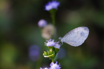 Leptosia nina is eating nectar from grass flowers.