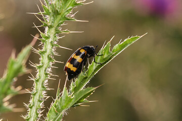 Yellow black beetle in its natural environment, Danubian forest, Slovakia