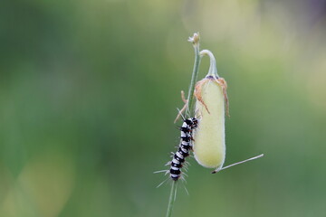 Lepidopteran caterpillar eating hemp plants.