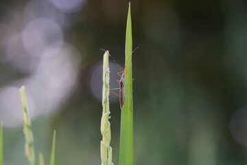 Leptocorisa oratorius found in agricultural fields.