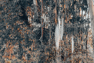 Leaves trees Christmas
