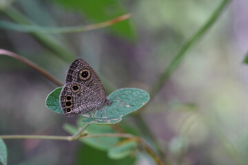 Zizina otis is found in forests and grasslands.