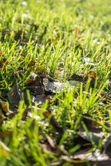 lawn green grass background blurred edges