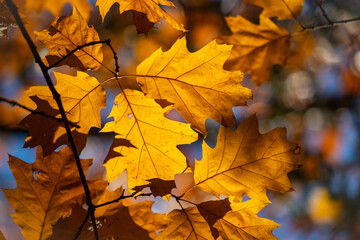 Naklejka na ściany i meble Yellow autumn leaves, autumn landscape.