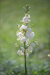 Yucca filiformis, white flower in the city park.