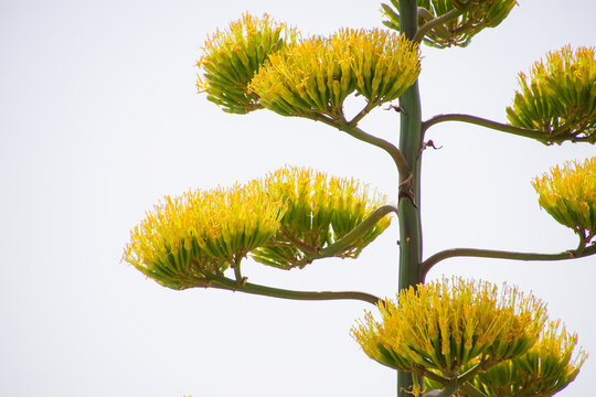 algave tree in bloom in a close up with white background